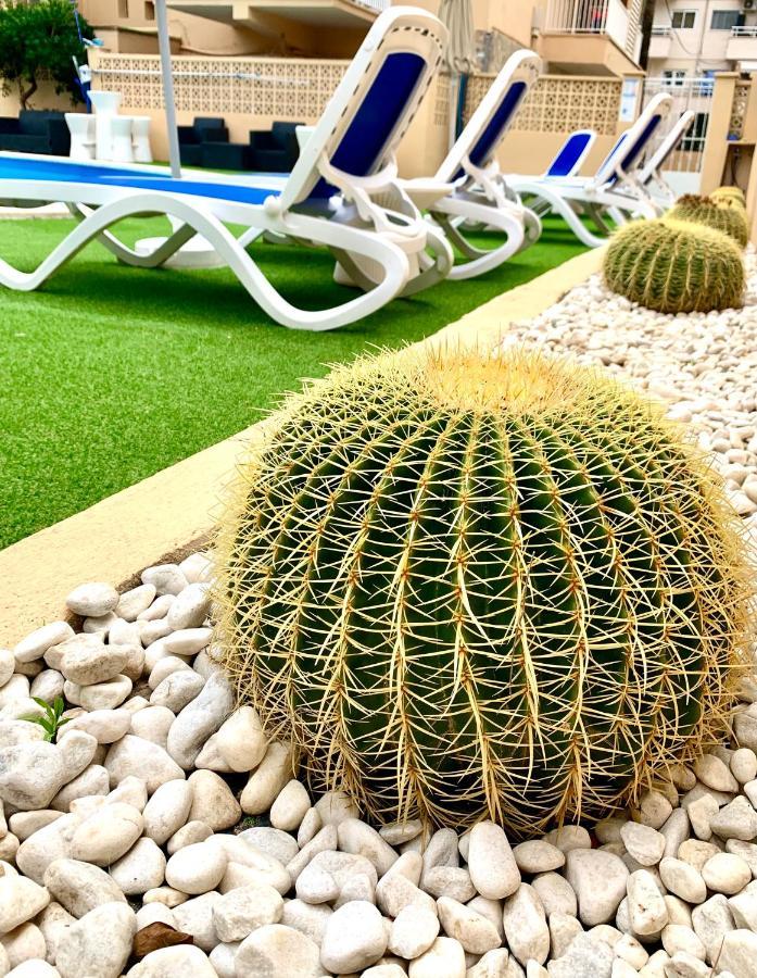 Palmeras * Palma Nova (Mallorca)